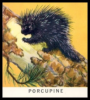 60GPA 11 Porcupine.jpg